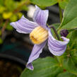 Plamének 'Bluish Violet' - Clematis 'Bluish Violet'