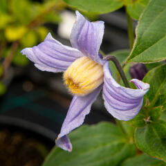 Plamének 'Bluish Violet' - Clematis 'Bluish Violet'