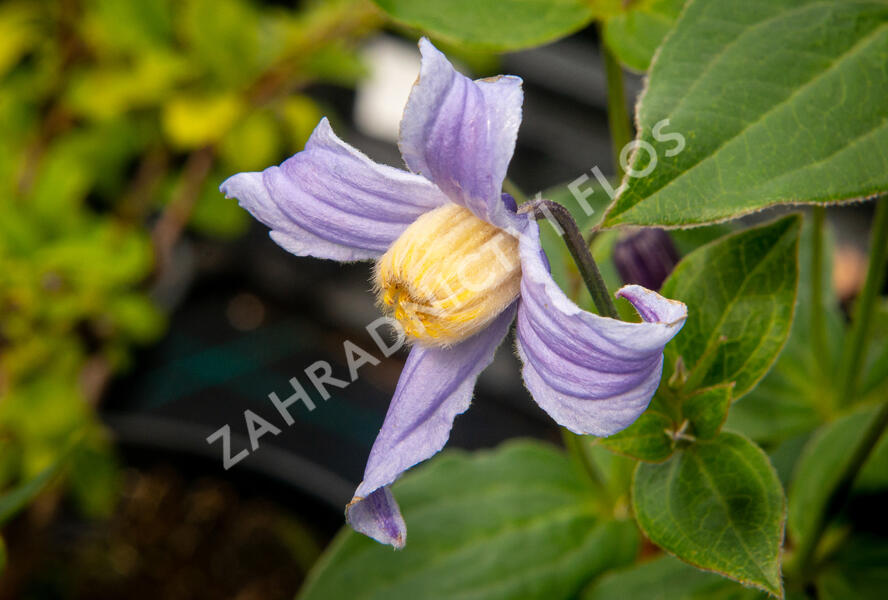Plamének 'Bluish Violet' - Clematis 'Bluish Violet'