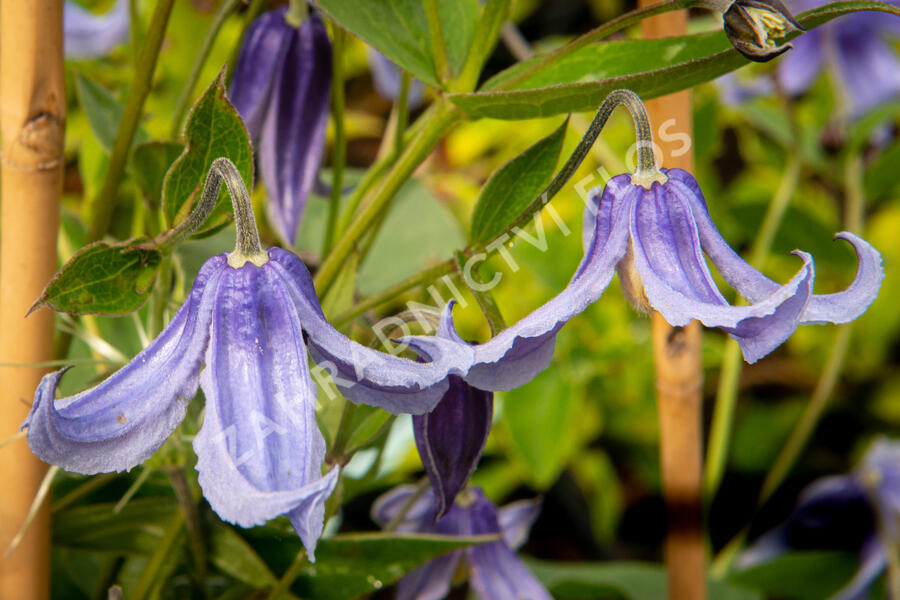 Plamének 'Bluish Violet' - Clematis 'Bluish Violet'