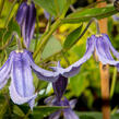 Plamének 'Bluish Violet' - Clematis 'Bluish Violet'