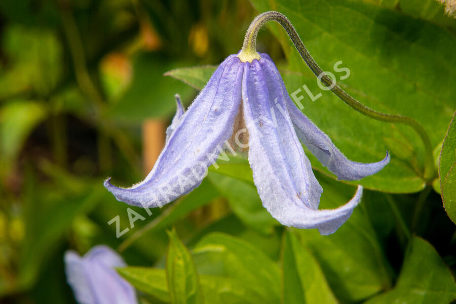 Plamének 'Bluish Violet' - Clematis 'Bluish Violet'