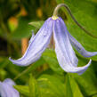 Plamének 'Bluish Violet' - Clematis 'Bluish Violet'