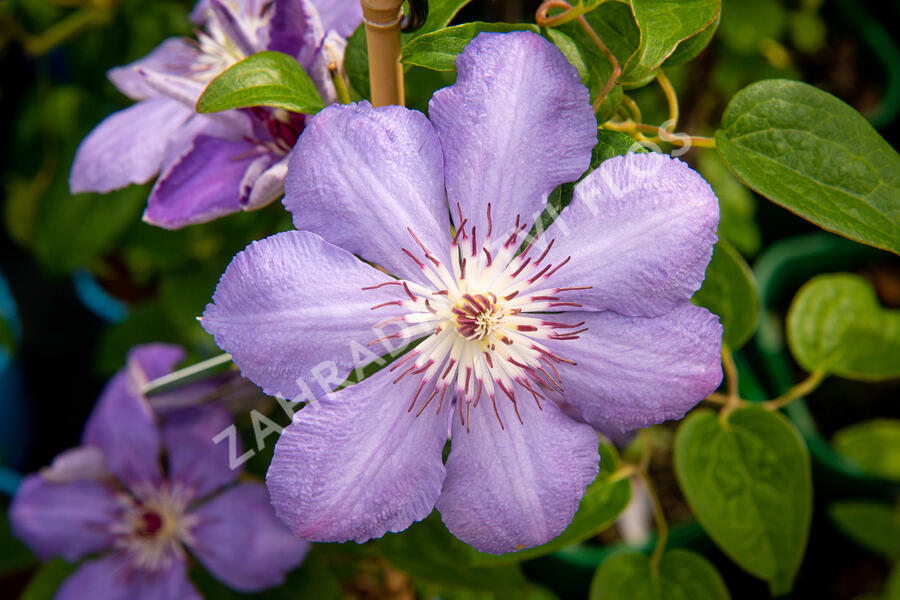 Plamének 'Blue Pillar' - Clematis 'Blue Pillar'