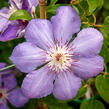 Plamének 'Blue Pillar' - Clematis 'Blue Pillar'
