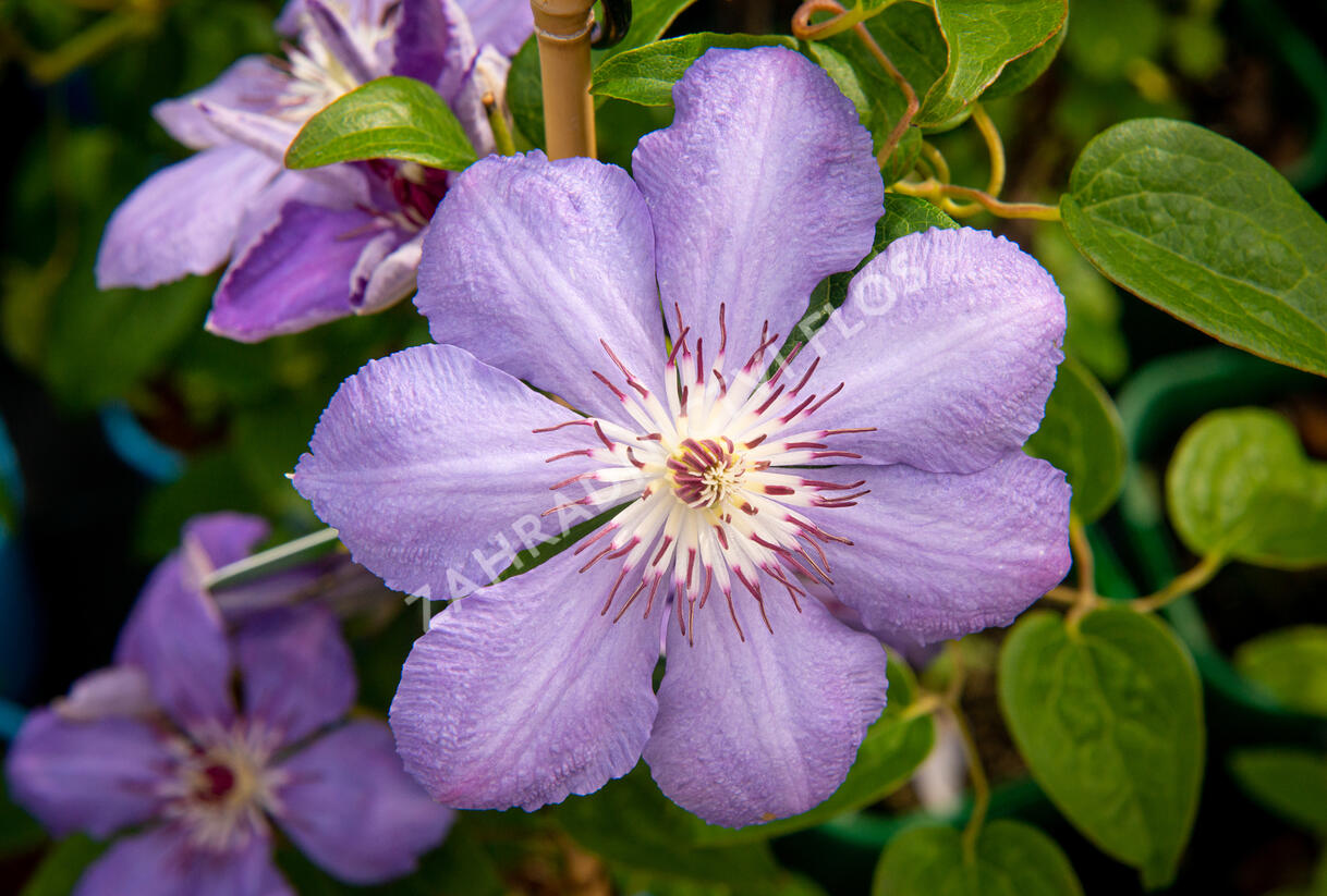 Plamének 'Blue Pillar' - Clematis 'Blue Pillar'