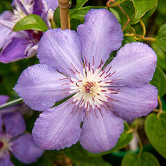 Plamének 'Blue Pillar' - Clematis 'Blue Pillar'