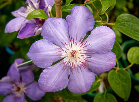 Plamének 'Blue Pillar' - Clematis 'Blue Pillar'