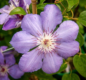 Plamének 'Blue Pillar' - Clematis 'Blue Pillar'