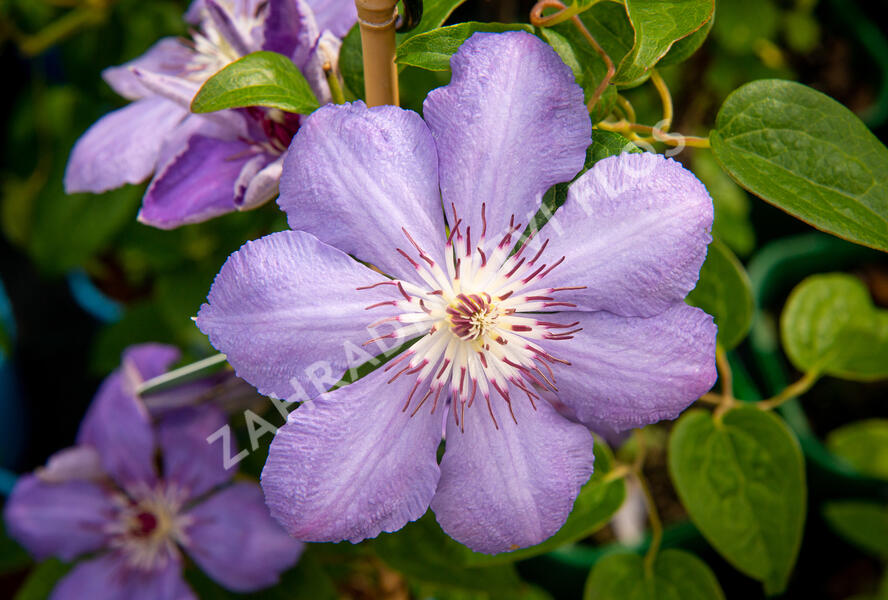Plamének 'Blue Pillar' - Clematis 'Blue Pillar'