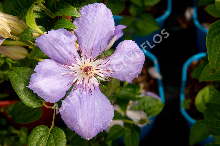 Plamének 'Blue Pillar' - Clematis 'Blue Pillar'