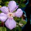Plamének 'Blue Pillar' - Clematis 'Blue Pillar'