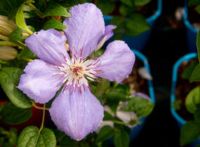 Plamének 'Blue Pillar' - Clematis 'Blue Pillar'