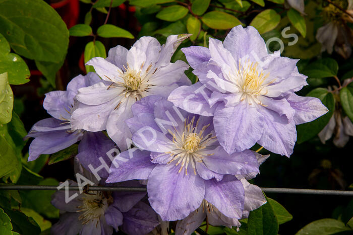 Plamének 'Azure Ball' PBR - Clematis 'Azure Ball' PBR