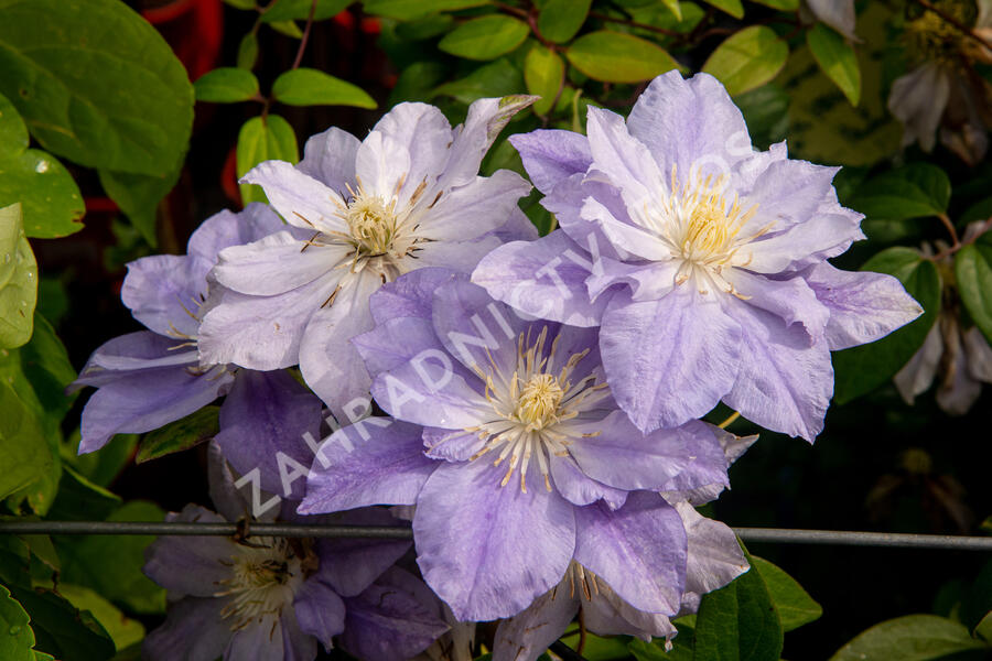 Plamének 'Azure Ball' PBR - Clematis 'Azure Ball' PBR