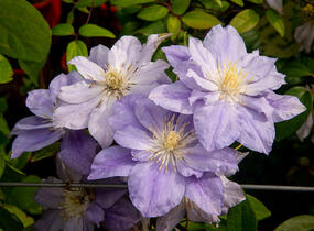 Plamének 'Azure Ball' PBR - Clematis 'Azure Ball' PBR