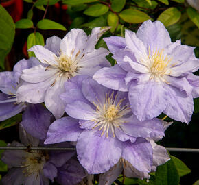 Plamének 'Azure Ball' PBR - Clematis 'Azure Ball' PBR