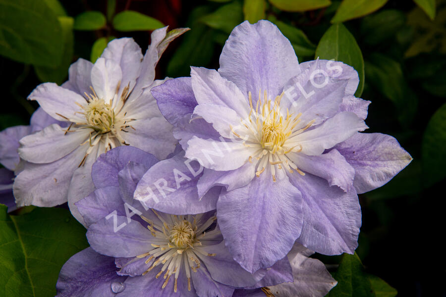 Plamének 'Azure Ball' PBR - Clematis 'Azure Ball' PBR