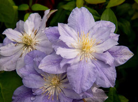 Plamének 'Azure Ball' PBR - Clematis 'Azure Ball' PBR