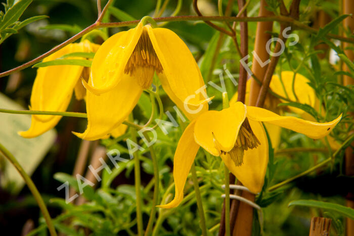Plamének tangutský 'Aureolin' - Clematis tangutica 'Aureolin'
