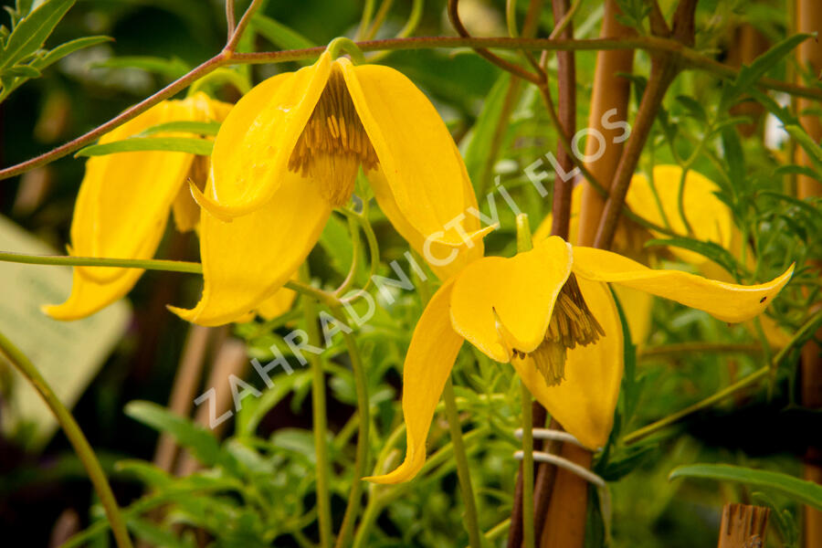 Plamének tangutský 'Aureolin' - Clematis tangutica 'Aureolin'