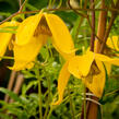 Plamének tangutský 'Aureolin' - Clematis tangutica 'Aureolin'