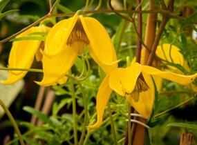 Plamének tangutský 'Aureolin' - Clematis tangutica 'Aureolin'