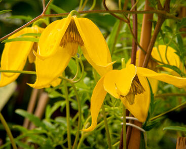 Plamének tangutský 'Aureolin'