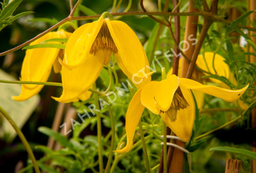 Plamének tangutský 'Aureolin' - Clematis tangutica 'Aureolin'