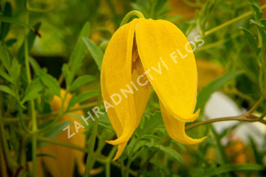 Plamének tangutský 'Aureolin' - Clematis tangutica 'Aureolin'