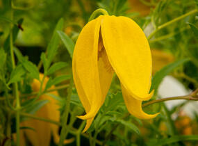 Plamének tangutský 'Aureolin' - Clematis tangutica 'Aureolin'