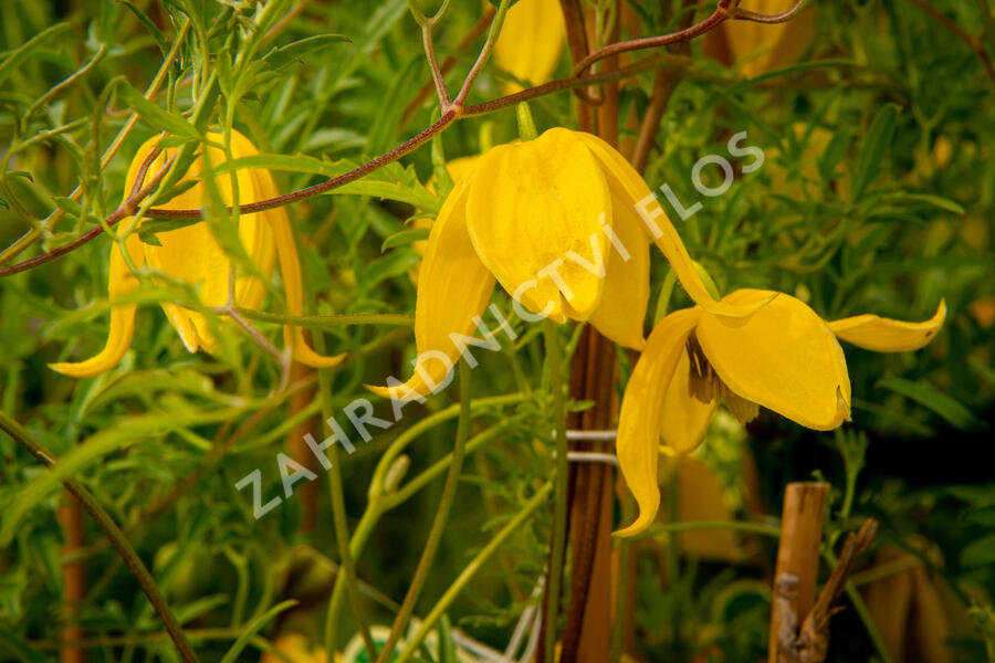 Plamének tangutský 'Aureolin' - Clematis tangutica 'Aureolin'