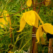 Plamének tangutský 'Aureolin' - Clematis tangutica 'Aureolin'