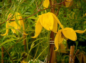 Plamének tangutský 'Aureolin' - Clematis tangutica 'Aureolin'