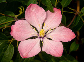 Plamének 'Ai-Nor' - Clematis 'Ai-Nor'