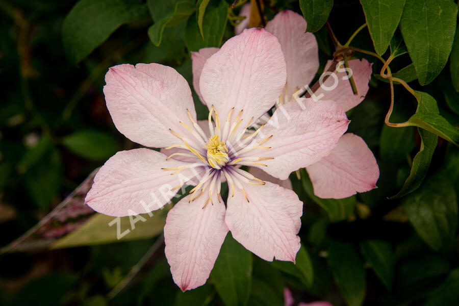 Plamének 'Ai-Nor' - Clematis 'Ai-Nor'
