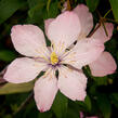 Plamének 'Ai-Nor' - Clematis 'Ai-Nor'