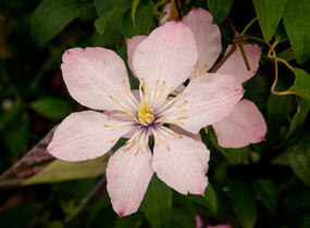 Plamének 'Ai-Nor' - Clematis 'Ai-Nor'