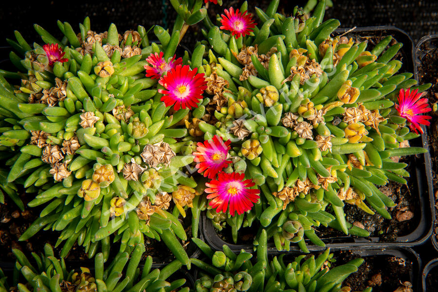 Kosmatec 'Jewel of Desert Garnet‘ - Delosperma hybrida 'Jewel of Desert Garnet'