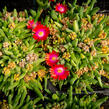 Kosmatec 'Jewel of Desert Garnet‘ - Delosperma hybrida 'Jewel of Desert Garnet'