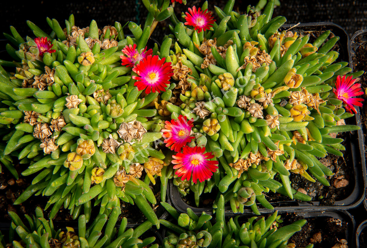 Kosmatec 'Jewel of Desert Garnet‘ - Delosperma hybrida 'Jewel of Desert Garnet'