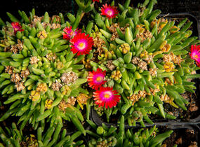 Kosmatec 'Jewel of Desert Garnet‘ - Delosperma hybrida 'Jewel of Desert Garnet'