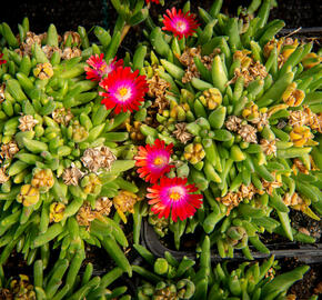 Kosmatec 'Jewel of Desert Garnet‘ - Delosperma hybrida 'Jewel of Desert Garnet'