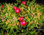 Kosmatec 'Jewel of Desert Garnet‘