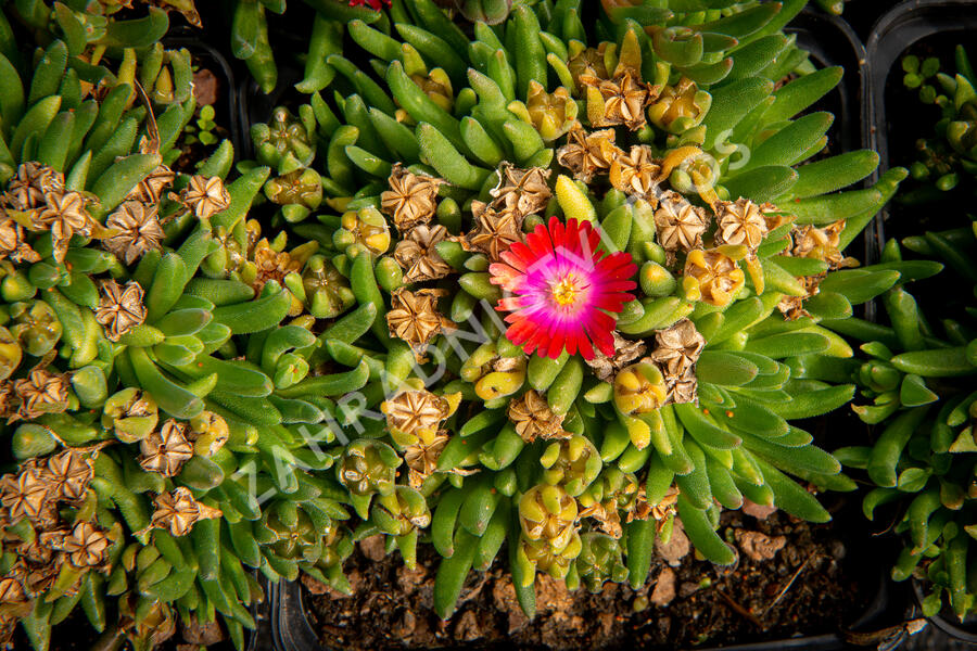 Kosmatec 'Jewel of Desert Garnet‘ - Delosperma hybrida 'Jewel of Desert Garnet'