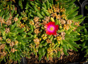 Kosmatec 'Jewel of Desert Garnet‘ - Delosperma hybrida 'Jewel of Desert Garnet'