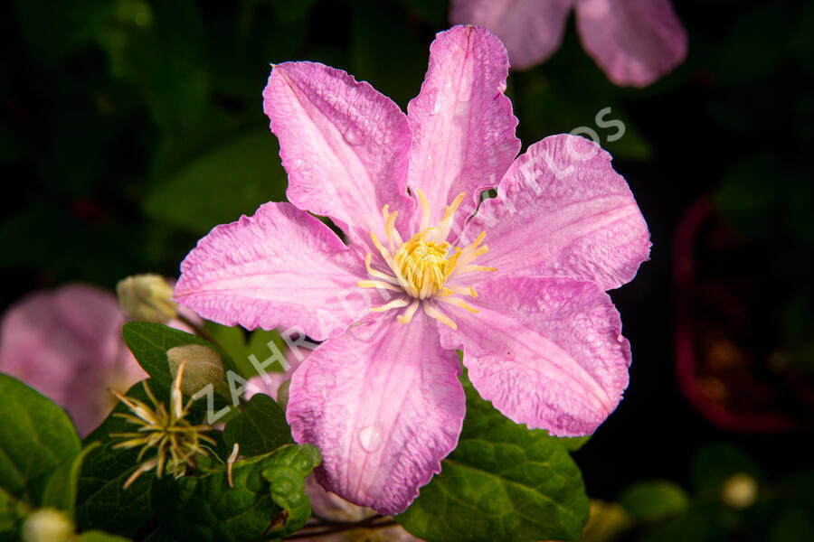Plamének 'Comtesse de Bouchaud' - Clematis 'Comtesse de Bouchaud'