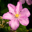 Plamének 'Comtesse de Bouchaud' - Clematis 'Comtesse de Bouchaud'