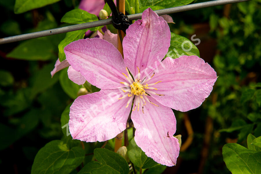 Plamének 'Comtesse de Bouchaud' - Clematis 'Comtesse de Bouchaud'