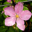 Plamének 'Comtesse de Bouchaud' - Clematis 'Comtesse de Bouchaud'